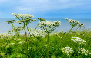 UK's 'most dangerous plant' which can turn you BLIND has 'hit terrifying PEAK'