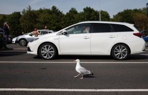 a seagull crosses the road in front of a white car