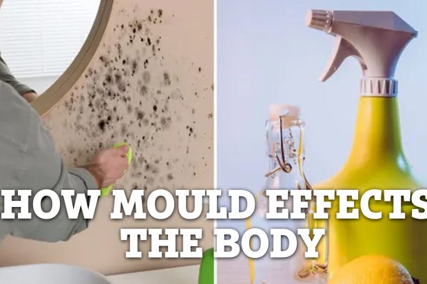 Mold Explainer Evergreen